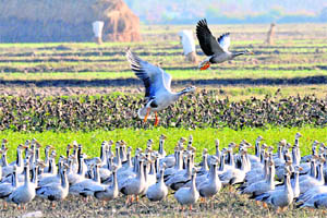 Migratory Bar-headed Geese in Gharana Wetland Reserve along the Pakistan border, 35 km from Jammu.