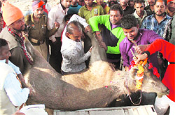 The carcass of the sambar being taken to a vetrinary hospital in Jalandhar