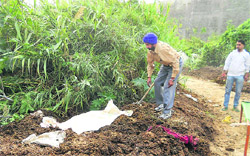 A man exhumes the body of Jaswinder Kaur, wife of an NRI, from a heap of cow dung in Adampur