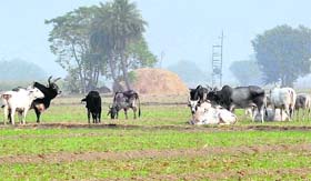 Stray cattle occupy a field at Assi Kalan village, near Ahmedgarh