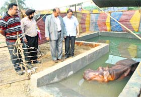 Wildlife officials look at Raja, a 32-year-old hippopotamus, lying in a pool of water at the venue of Jumbo Circus in Patiala