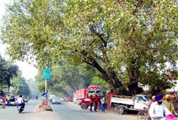The century-old trees along the road will be axed to pave way for the flyover at Kitchlew Chowk in Amritsar