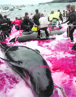 Inhabitants of Faroe Islands slaughter pilot whales during the traditional Grindadrap (whale hunting) near capital Torshavn. Residents of Faroe Islands, an autonomous province of Denmark, slaughter 