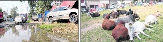 A road at Phase I of Industrial Area in a bad shape; and (right) Stray cattle sit in a park at Sector 29 in Chandigarh