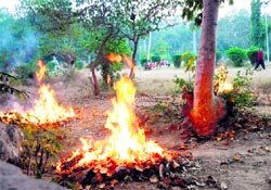 Despite a ban on the burning of dry leaves, the practice continues at Karan Park in Karnal