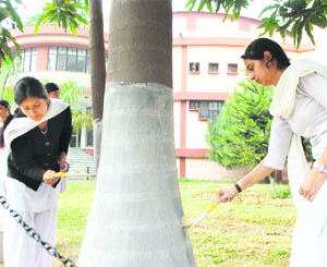 Students of Government College for Women, Gandhi Nagar, paint the trunk  of a tree to save it from insecticides on the occasion of communal harmony week in Jammu on Thursday.