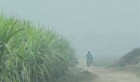 WILD RIDE: It’s a lonely ride for a cyclist through fields on a foggy Thursday morning in Ludhiana