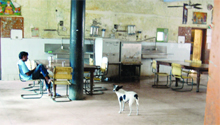 A stray dog in the  boys hostel of Government Medical College in Amritsar.