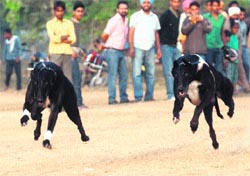 A dog race under way during the 13th S Sukudev Singh Gill Memorial Sports Festival in Phase VIII of Mohali