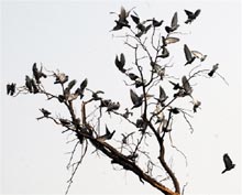 After a hectic day, birds perch themselves on the branches of a tree in Bathinda on Saturday
