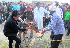 Residents and the police rescue a sambar that strayed into Surya Enclave in Jalandhar on Sunday. 