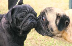 Puppies at a dog show held at Punjab Agricultural University in Ludhiana on Sunday