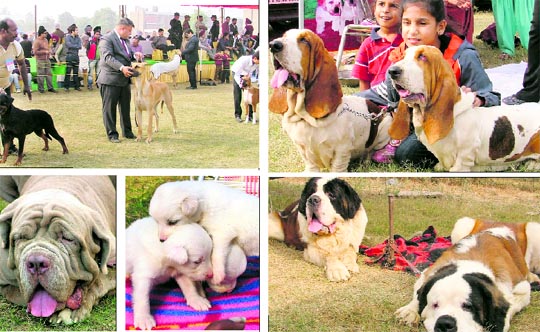 Dogs at a dog show held at the PAU in Ludhiana on Sunday