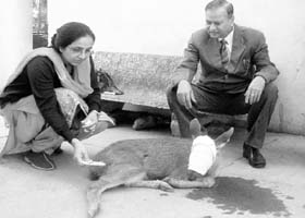 First-aid being administered to a wounded baby sambar which ventured into the forest adjoining DAV Senior Public School at Surajpur on Monday
