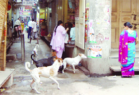 Stray dogs raom freely in the streets of Amritsar.