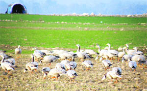 Bar-headed geese near the Pong Dam wetland area. 