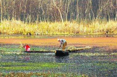 Kashmiri women remove weeds from the polluted waters of the Dal Lake in Srinagar on Tuesday