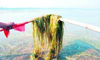 A view of weeds, clogging a major part of Sukhna Lake.
