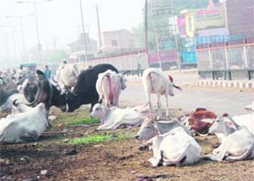 Stray animals on the busy New Karnal road in Kaithal