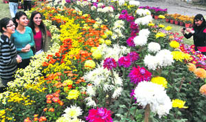 Girls photograph themselves amid chrysanthemums during a show at Punjab Agricultural University in Ludhiana on Thursday