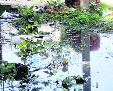 Stagnant water in Gandhi Mohalla of Jagraon. The locality has been waiting for the recarpeting of roads for a long time.  