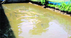An artificial reservoir pond created in a village for breeding fish.
