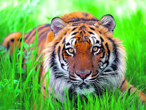 Sunderbans is home to the endangered Royal Bengal Tiger