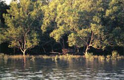 Sunderbans is the single largest block of tidal mangrove forest