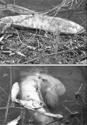 Dead fish floating on the surface of water at Siswan Dam in Mohali district. 