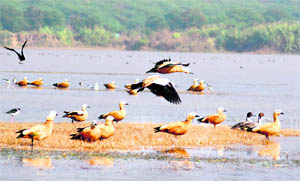 Migratory birds captured at the Sukhna Lake in Chandigarh.