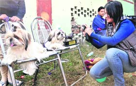A woman clicks a photograph of dogs at the All-India Breed Championship in Dehradun on Sunday