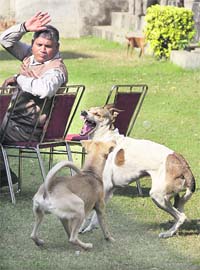 A man tries to ward off stray dogs at a locality in Jalandhar