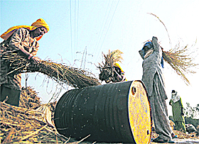 Women workers winnow straw at a farm of Punjab Agricultural University in Ludhiana on Sunday.