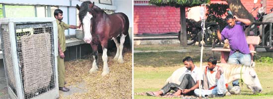 WIDE GAP: The Stallion that belongs to Badal’s receives VIP treatment at veterinary hospital in GADVASU a few days ago; and (right) the veterinary doctors treat another horse in open in Ludhiana