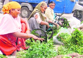 Women chop “sarson ka saag” in Ludhiana on Monday