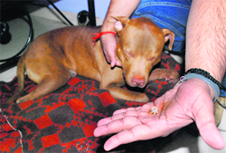 One of the earrings that the dog swallowed at Sector 16 in Panchkula.
