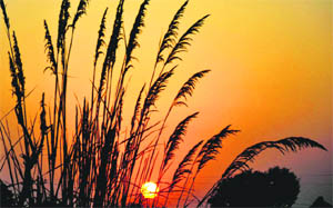 The sunset as seen through elephant grass in the Pargwal sector. 