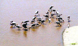 Migratory birds at the Bhimgoda Barrage, near Har-ki-Pauri, in Haridwar