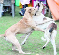Stray dogs pose threat to residents in Jalandhar.
