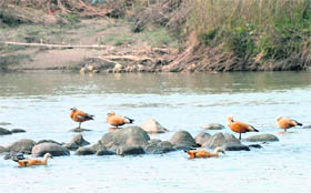 A flock of rudy shelduck in the Sutlej waters in Ropar on Friday. 