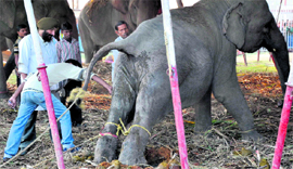 Veterinarians try to collect blood sample of Ganga, a female elephant calf, at a circus in Patiala on Saturday.