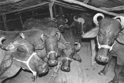 Cattle at a dairy in Mansa Devi Complex of Panchkula