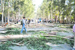 Trees axed on the Kaithal-Karnal road in the Kaithal town municipal area