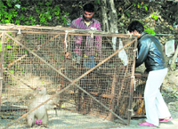 Two men catch a monkey in Mandi.