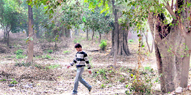 Trees in the old SSP Office Complex likely to face axe for construction of a shopping mall in Jalandhar.