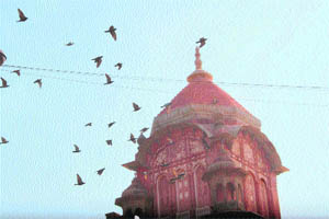 Birds fly over the Mubarak Mandi complex in Jammu. 