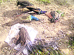 Peacocks lie dead at the forest area in Lasara village. 