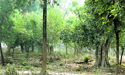 Scores of trees in the old SSP Office complex that are likely to face axe for the construction of a shopping mall by PUDA in Jalandhar