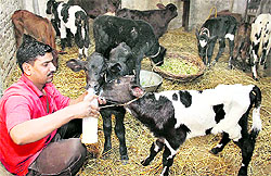 A helper feeds milk to the calves found abandoned along the GT Road at the PFA rescue and rehabilitation centre in Jalandhar on Wednesday