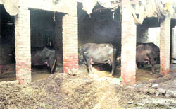 A dairy at Sewak Colony in Patiala